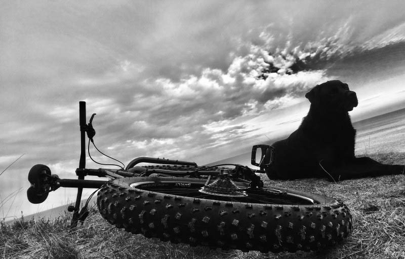 Rear ground level view of a Surly fat bike laying on it's left side in grass, with a black lab dog laying next to it