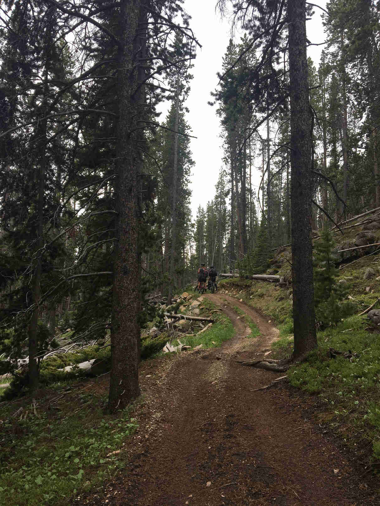 Rear view of 2 cyclist heading up a hill on a dirt trail in a pine forest 