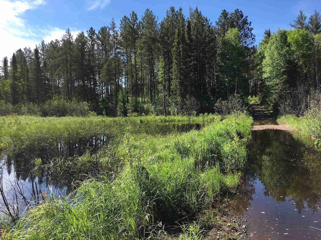 A grassy marsh with a flooded gravel road next to it, with tall pine trees in the background and blue sky above